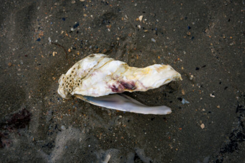 Sjoerd Veltman - Thema Pareidolie - 2